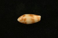 藏品(子彈芋螺)的圖片